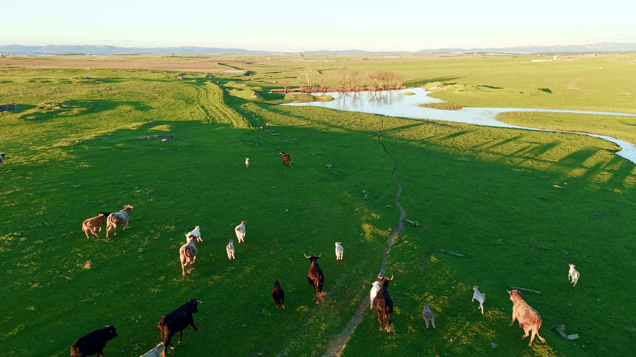 Dehesa con charca, arroyo y ganado vista desde el dron